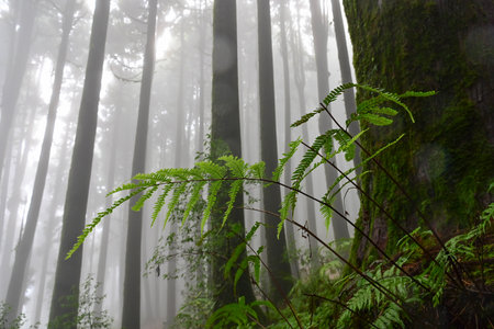 Fern undergrowth at famous pine tree, scientific name pinus, jungle of Lepchajagat, Darjeeling,West...