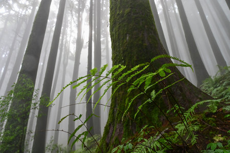 Fern undergrowth at famous pine tree, scientific name pinus, jungle of Lepchajagat, Darjeeling,West...