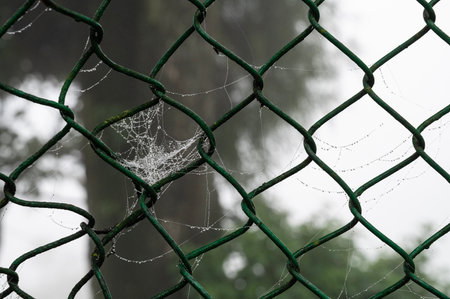 Dew drops on spider cobweb, monsoon at Darjeeling, West Bengal, India.の写真素材