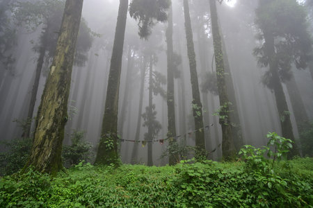 Misty forest of green plants at famous pine tree, scientific name pinus, jungle of Lepchajagat, Darjeeling,West Bengal, India. Lush foliage of landscape scenery of Himalayas foggy monsoon weather.の写真素材