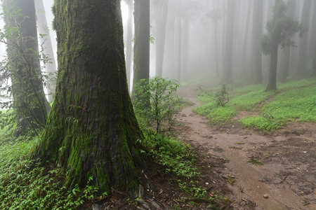 Misty forest of green plants at famous pine tree, scientific name pinus, jungle of Lepchajagat,...