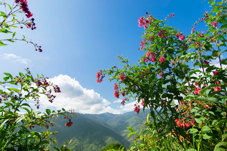 Singalila Ridge of Kanchenjunga mountain range in the morning, tree with red seasonal flowers in...