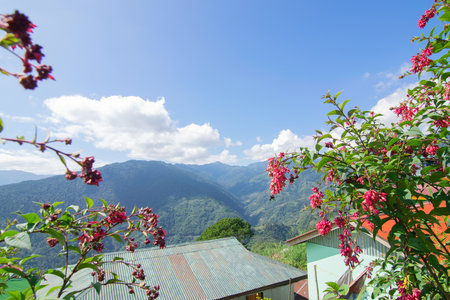 Blue Kanchenjunga mountain range in the morning, tree with red seasonal flowers in foreground, view...
