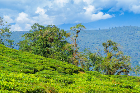Temi tea garden of Ravangla, beautiful vast tea plantation on gradually sloping field with mountains and blue sky in the background. It is the only tea garden in Sikkim, one of the world's best.の写真素材