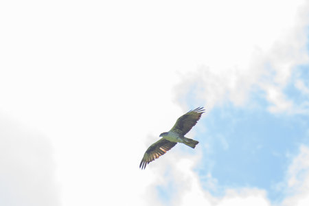The booted eagle, Hieraaetus pennatus, also classified as Aquila pennata, is a medium-sized mostly migratory bird of prey. Flying high up in the sky, Ravangla, Sikkim, India.の写真素材