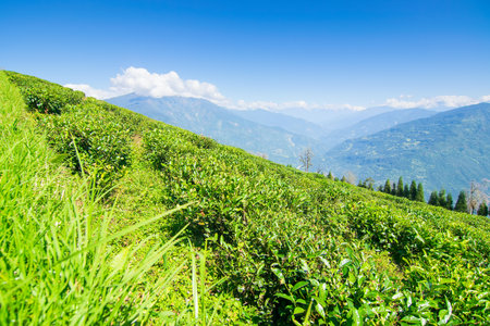 Temi tea garden of Ravangla, Sikkim, beautiful vast tea plantation on gradually sloping field with mountains and blue sky in the background.の写真素材