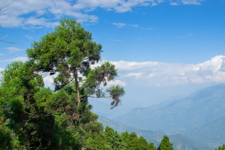 Pine trees,Chir Pine Pinus roxburghii and blue sky at Tarey Bhir point, tourist spot,Sikkim,India.Long path on the hills,viewpoint at the end of the edge,tourists get nice view of Himalayan mountains.の写真素材