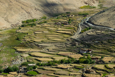 Green agricultural land amongst barren mountains of Leh, Ladakh - image shot from Changla pass. Leh, Jammu and Kashmir, Indiaの写真素材
