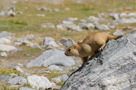 Himalayan marmot, Marmota himalayana, is a marmot species that inhabits alpine grasslands throughout...