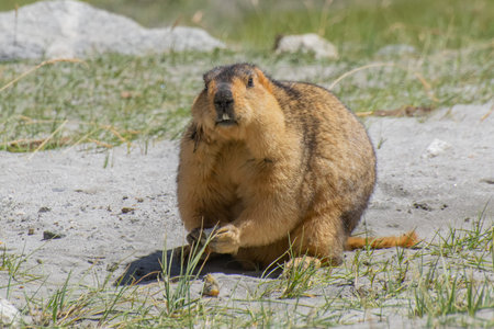 Himalayan marmot eating food, Marmota himalayana. They inhabit alpine grasslands throughout the...