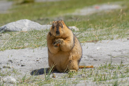 Himalayan marmot eating food, Marmota himalayana. They inhabit alpine grasslands throughout the...