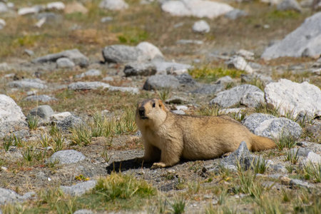 Himalayan marmot, Marmota himalayana, is a marmot species that inhabits alpine grasslands throughout the Himalayas and on the Tibetan Plateau. It is IUCN Red Listed wildlife animal, Ladakh, India.の写真素材