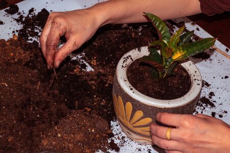closeup scene of a young woman changing soil for refreshment of the green plant or flower.の写真素材