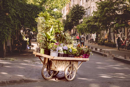 a flower cart / street seller carrier full with flowers stays in the middle of way, general plan...