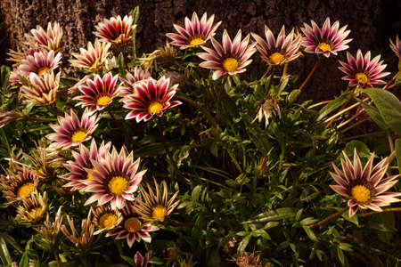 colorful wild flowers, alive on the ground. closeup.の写真素材