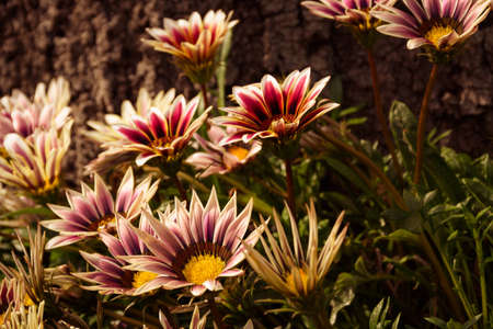 extreme close-up view of colorful wild flowers, alive on the ground.の写真素材