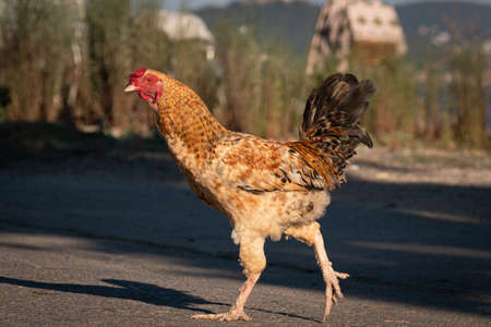 a rooster with brown yellow and black feathers, roam freely in its natural environment.の写真素材