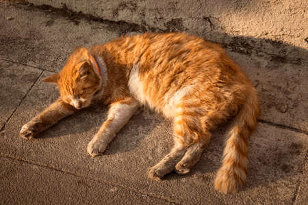 a kurilian bobtail stray cat sleeping on the sidewalk, under the soft sunset lights, closeup.の写真素材