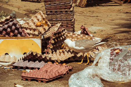 a dumpster gull is looking for food in the streets of city, urban life.の写真素材