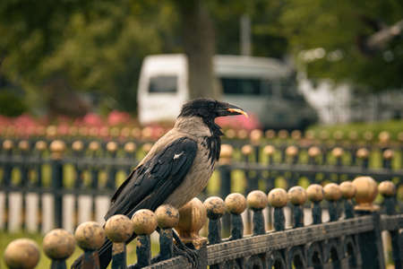 A crow with a piece of bread in its beak standing on the fenceの写真素材