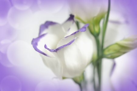 White flowers on lilac backgroundの写真素材