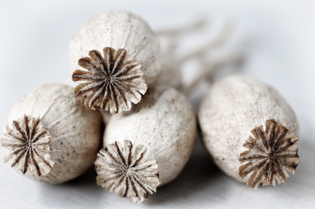 Poppy headsの写真素材