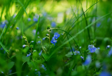 Field flowersの写真素材