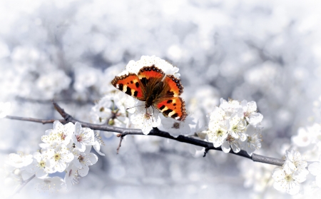 Small Tortoiseshell butterfly on branch of fruit blossomの写真素材