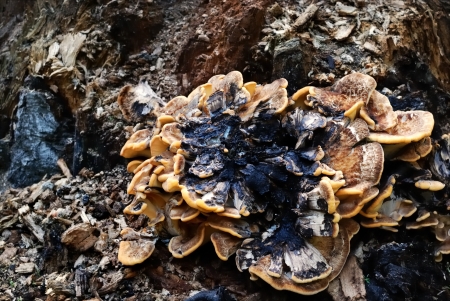 Stub mushroomの写真素材
