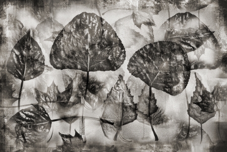 Vintage herbarium backgroundの写真素材