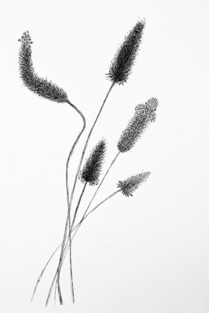 My own pen painting of field grassの写真素材