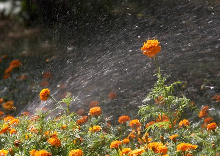 Sprinkling marigolds in city parkの写真素材