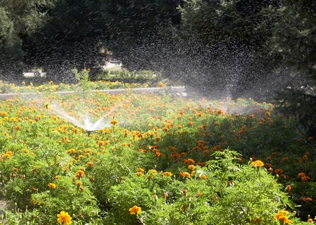 Sprinkling marigolds in city parkの写真素材
