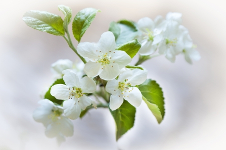 Cherry blossom close-up  White flowersの写真素材