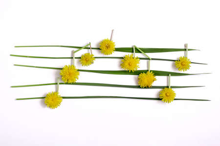 Dandelion flowers like musical notes on leaves of grass lay down on white background. Flat lay abstract minimal spring conceptの写真素材