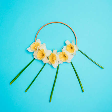 Narcissus flowers lay down in a  wooden circle, on a cyan background, minimal flat lay concept, squareの写真素材