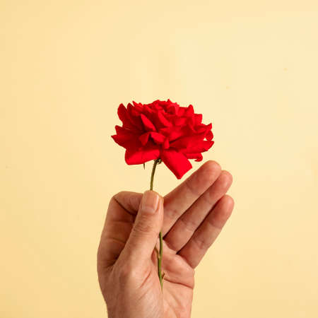 A male hand holds a red wild rose. Ninimal abstract romantic concept on yellow background, square compositionの写真素材