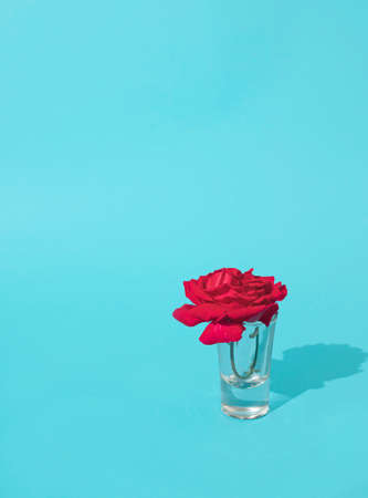 Red wild rose in the glass stand against a blue background, summer minimal concept with a copy spaceの写真素材