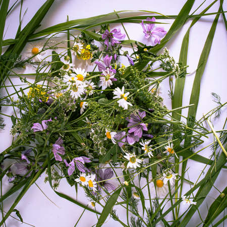 Medow flowers and grass leaves lay down on a white background, flat lay square composition, minimal...