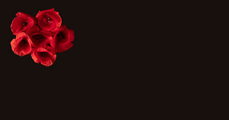 Red Poppy flowers lay down on a black background, top view banner composition with copy space,...