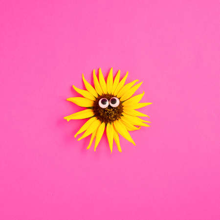 Sun face made of sunchoke flower with eyes. Minimalistic creative funny nature concept on pink backgroundの写真素材