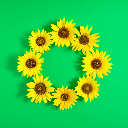 Cyrcle made of sunchoke flowers lay down on green background. Minimalistic creative romantic nature concept, flat lay compositionの写真素材
