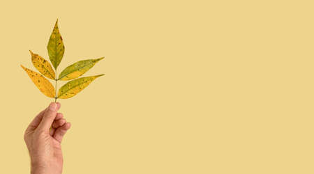 Male hand holds a branch with autumn leaves. Flat lay banner composition on on pastel yellow background, autumn minimal decorative concept with copy spaceの写真素材