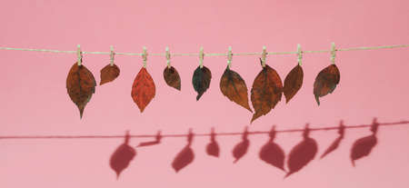 Autumn leaves attached with clothespins on clothesline. Horiuzontal banner composition on pastel...