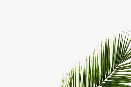 Palm leaves lay down on a white background. Minimal flat lay composition with copy space, tropical...