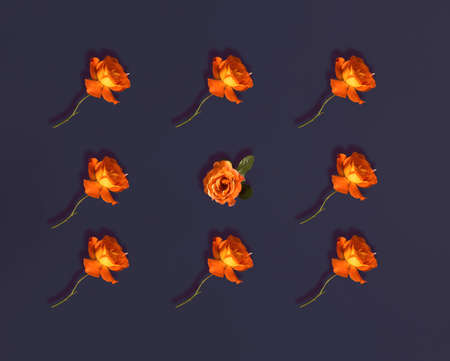 Yellow roses lay down on pastel dark purple background. Flat lay horizontal composition, seamless...