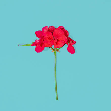 Red Geranium flower on cyan background. Minimal squrere flat lay composition, nature beauty concept