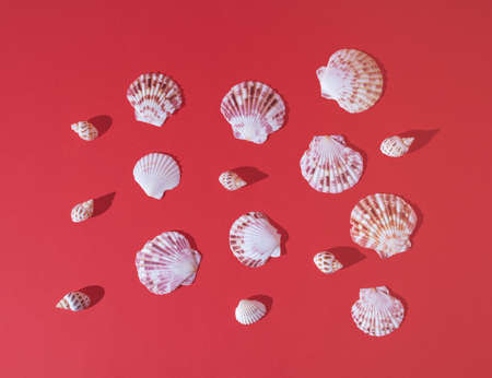 Seashells on pastel red backkground. Minimal horizontal flat lay composition, nature sea decorative...