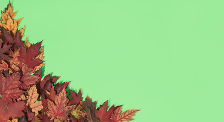 Maple leaves on light green background with copy space. Minimal flat lay conposition, autumn beauty...