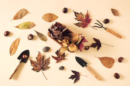 Autunmn leaves, chestnuts and garden tools on light yellow backgrolund. Minimal horizontal flat lay composition, autumn gardening conceptの写真素材